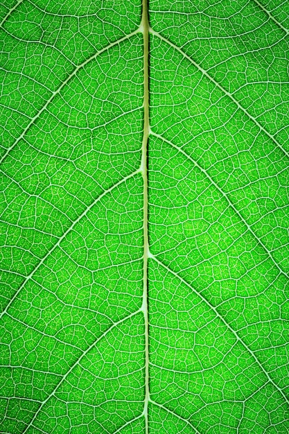 Green leaves background Leaf of a plant close up Pattern of growing leaf surface