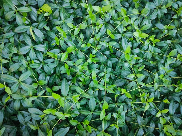 Green leaves background. Plant wall background.