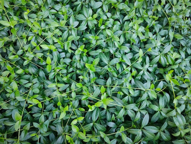 Green leaves background. Plant wall background.