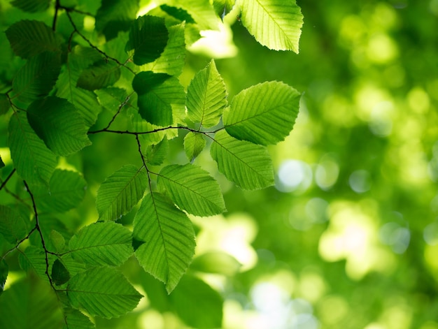 Green leaves background in sunny day