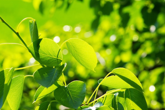 Green leaves background in a sunny day