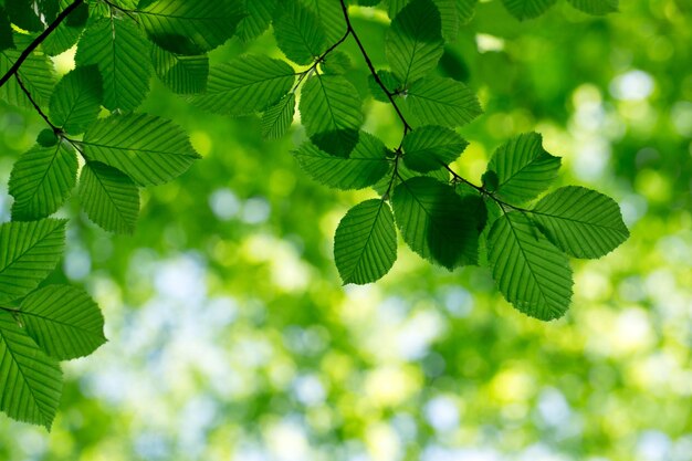 Green leaves background in sunny day