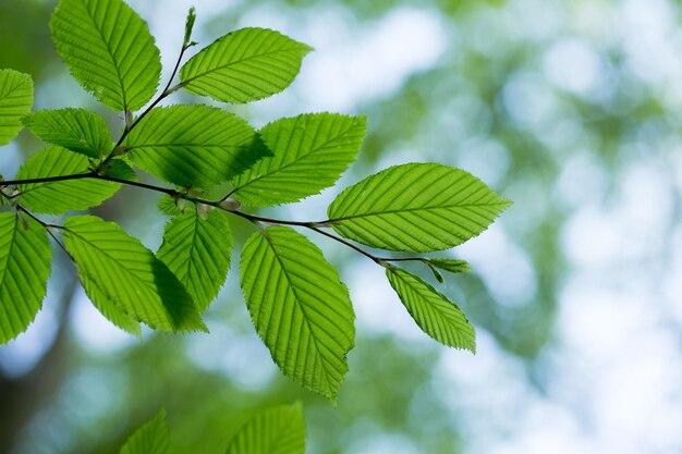 Green leaves background in sunny day