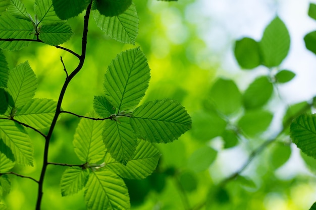 Green leaves background in sunny day