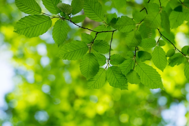 Green leaves background in sunny day