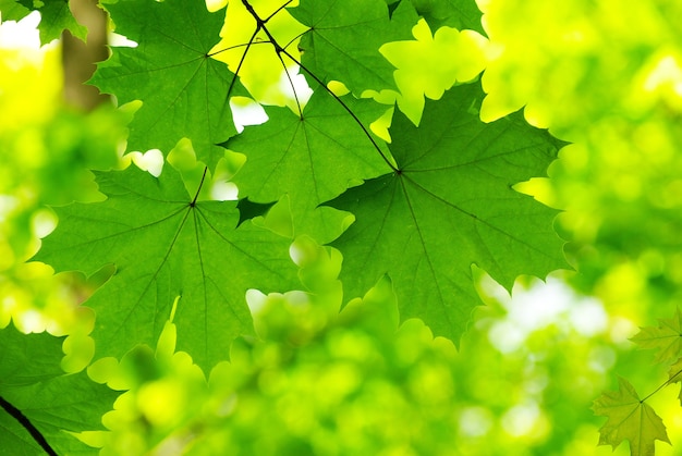 Green leaves background in sunny day