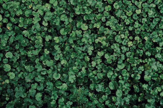 Green leaves background texture