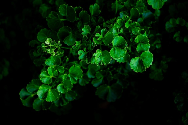 Green leaves background