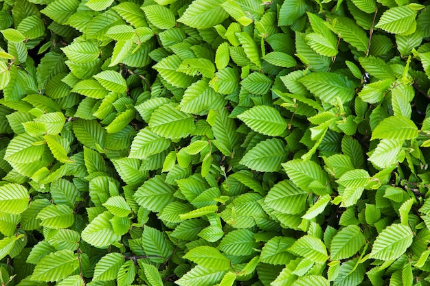 Green leaves background