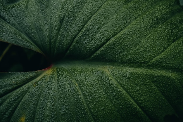 Green leaves background