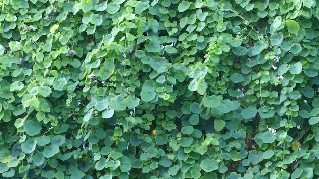 Green leaves background