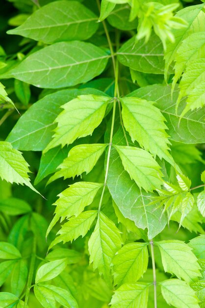 Green leaves background