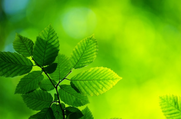 Green leaves background