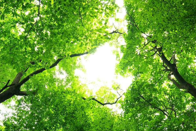 Green leaves background