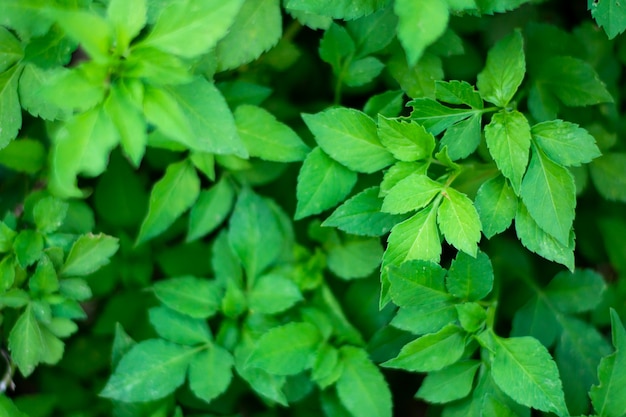 Green leaves background