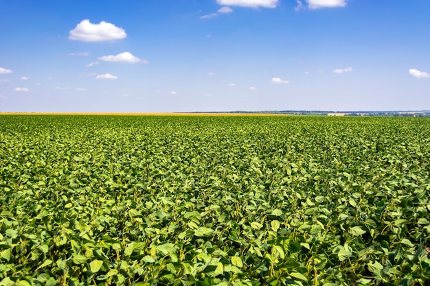 Photo green leaves and beans of young soybeans in the field.