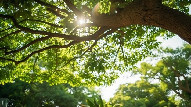 Green leaves of a big tree in a sunny tropical forest