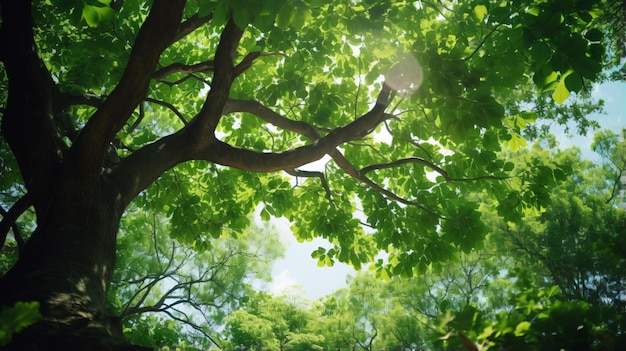 Green leaves of a big tree in a sunny tropical forest