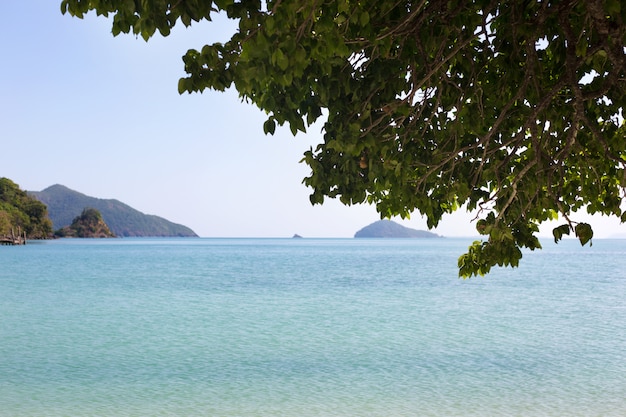 Green leaves on blue sea