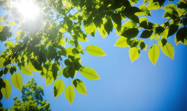 Green leaves under blue sky background in spring and summer garden