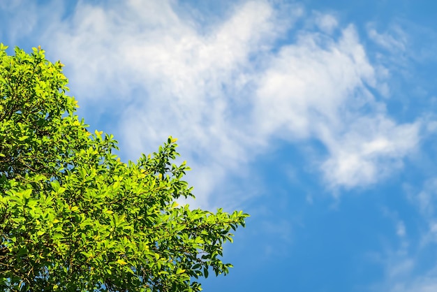 Green leaves on a blue sky with clouds background Plant wallpaper for postcards installation