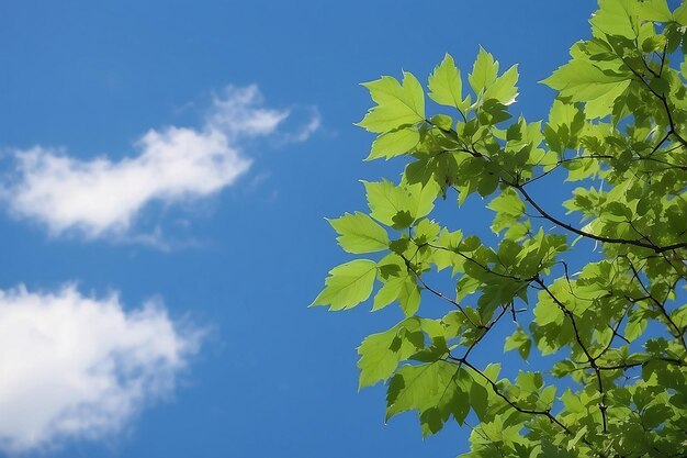 Photo green leaves and blue sky