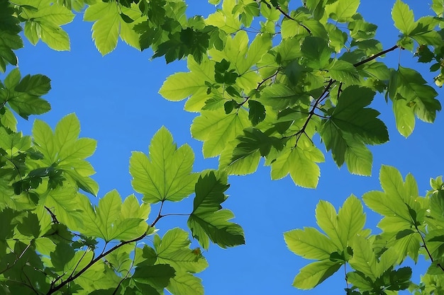 Photo green leaves and blue sky