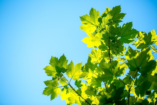 Green leaves on blue sky