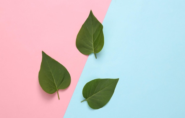 Green leaves on bluepink pastel background Minimalism Eco concept Flat lay