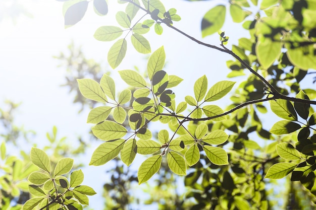 green leaves and blur with sunlight background