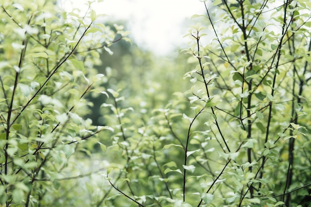 green leaves on blurred background