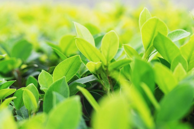 Green leaves on a blurred green background in the garden Natural green plant background