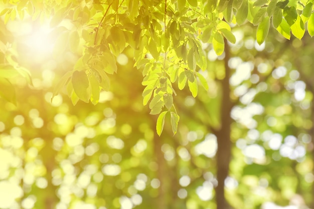 Photo green leaves on blurred greenery background concept plants landscape ecology