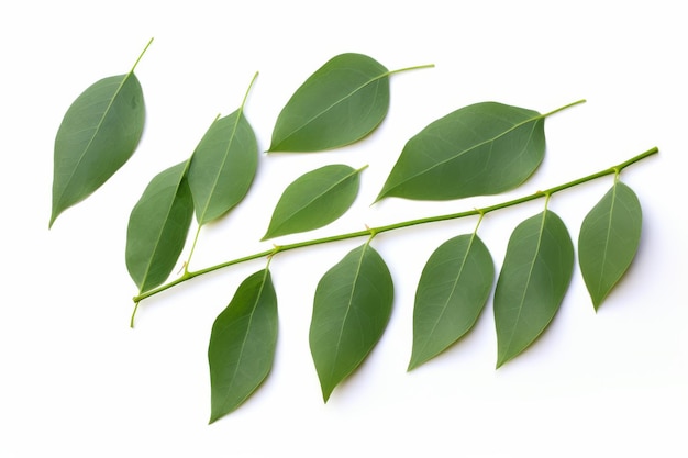 Green Leaves Branch on Tree On a White or Clear Surface PNG Transparent Background