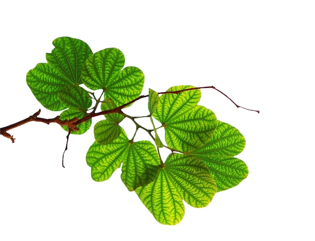 Green leaves on a branch with a white background