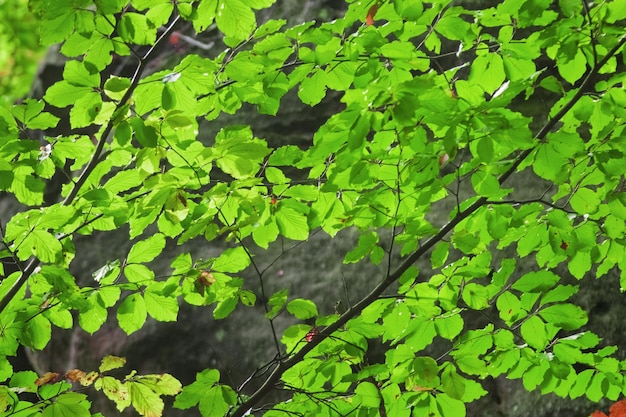 Green leaves and branches on a background of stone