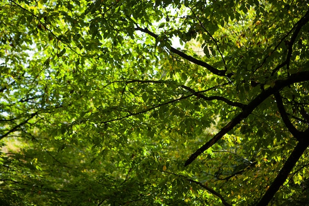 Green leaves and branches during the day