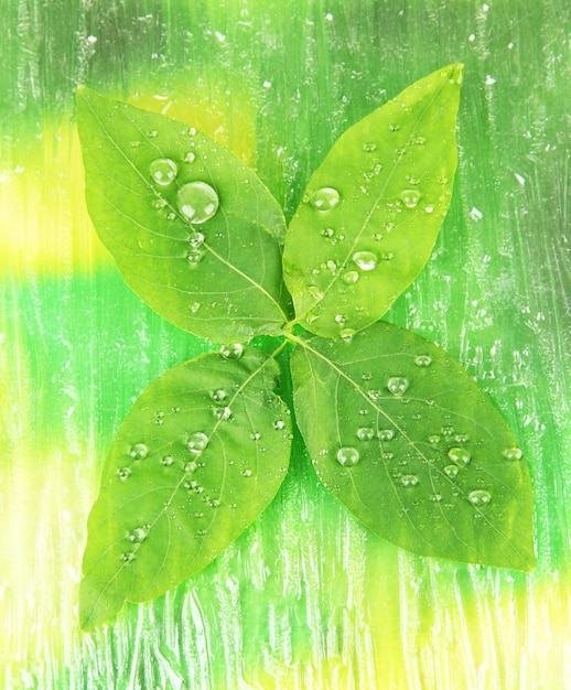 Green leaves on bright background