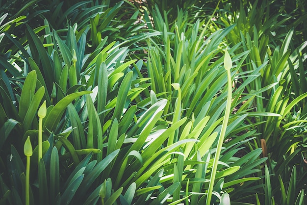 Green leaves and buds of Lily of the Nile