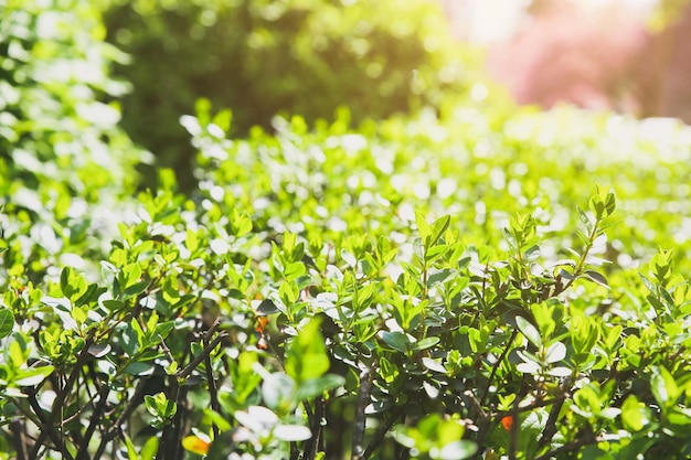 Green leaves of the bush Beautiful background texture Spring time