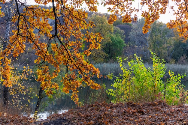 Green leaves on a bush and orange leaves on a tree branch against the background of the river