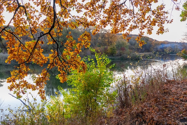 Green leaves on a bush and orange leaves on a tree branch against the background of the river