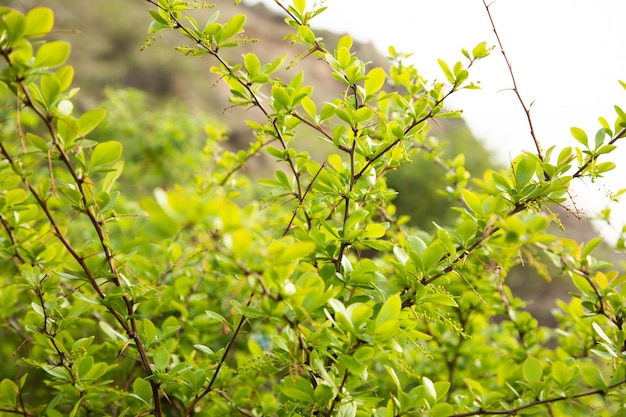 Green leaves of a bush with thorns