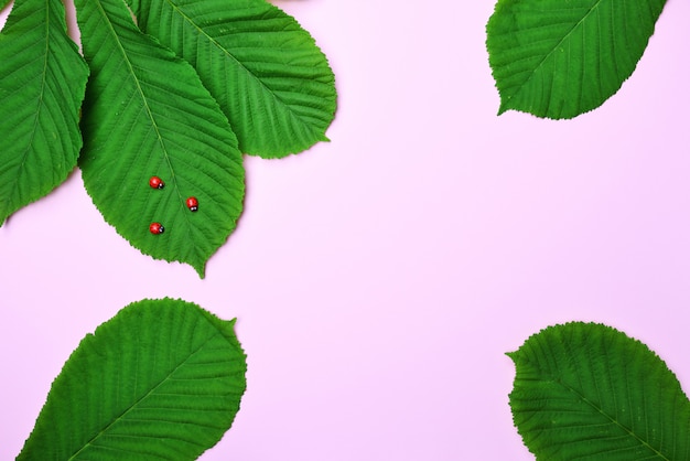 green leaves of chestnut on pink