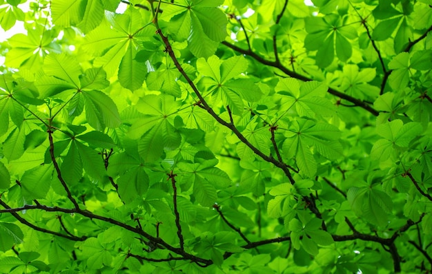 The green leaves of chestnut