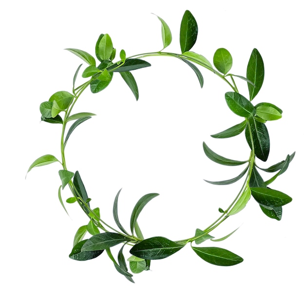 Green leaves circle isolated on a white background