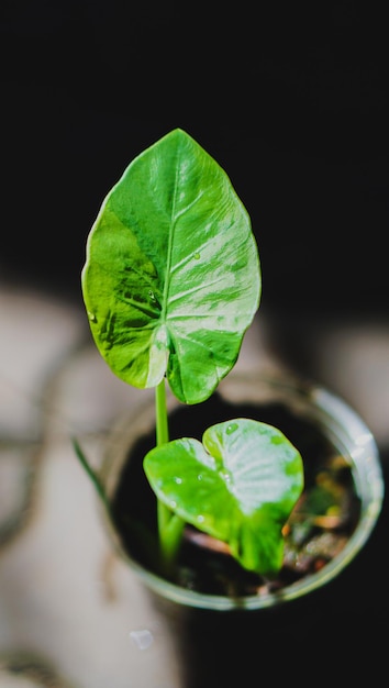 Green leaves close up of colocasia gigentea variegated