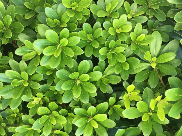 Green leaves close up