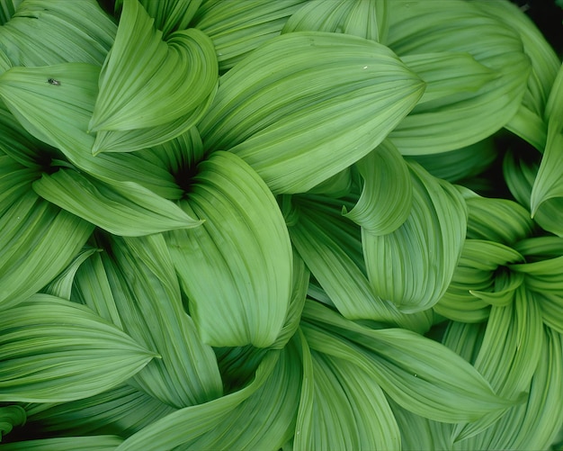 Green leaves close view natural background Flora in nature