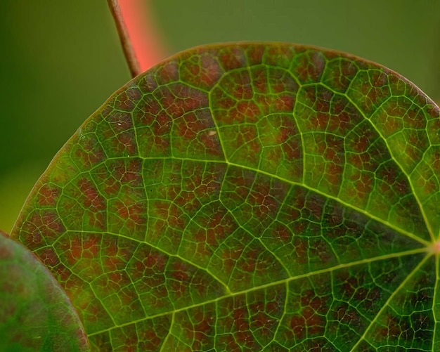 Photo green leaves close view natural background flora in nature